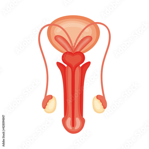 organ human anatomy