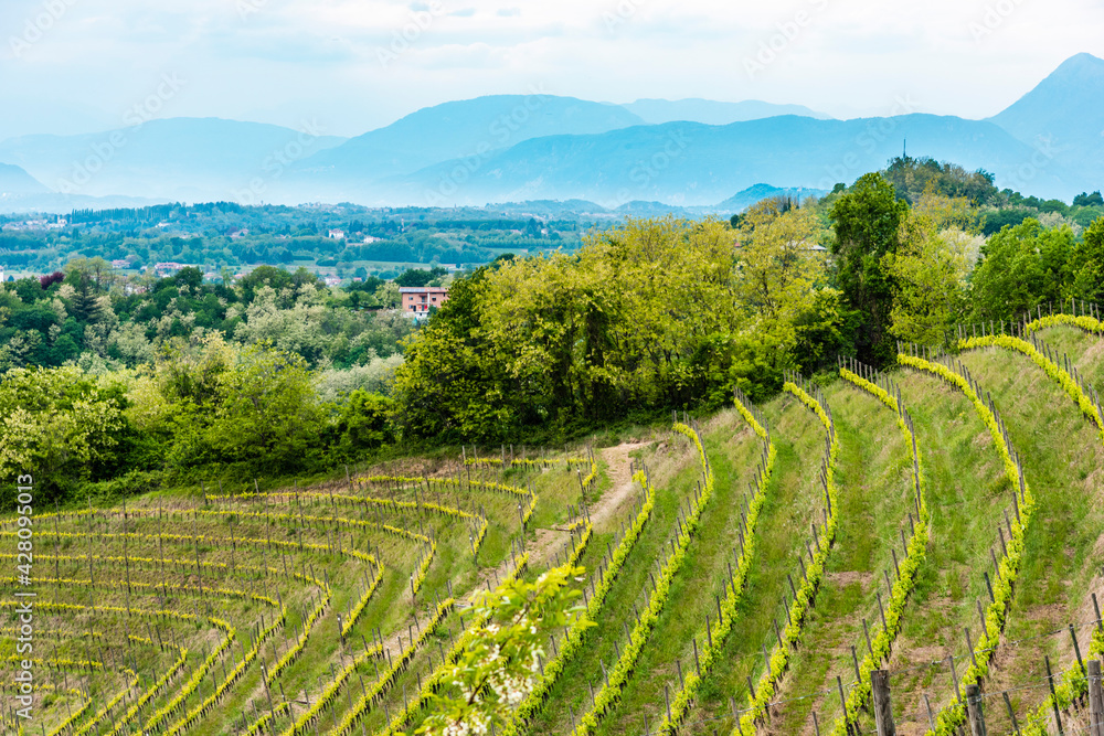 Spring in the vineyards of the Savorgnano al Torre hills. A vineyard called Friuli