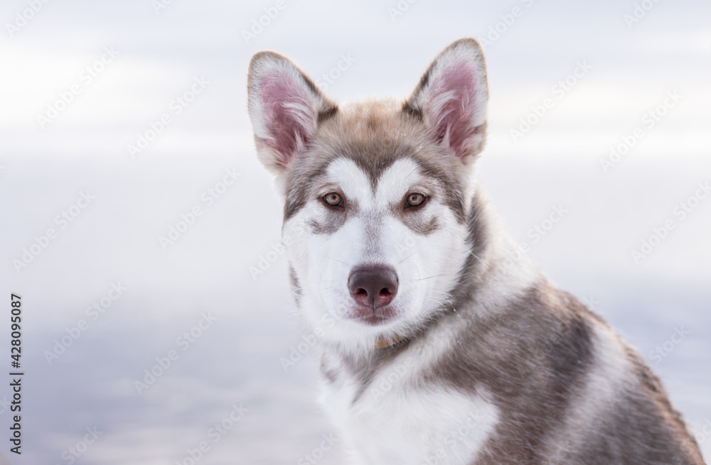 puppy of alaskan malamute puppy of alaskan malamute