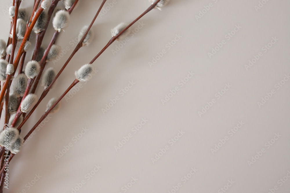 A beam of willow lies on the white matte background on the left, the place for the text on the right. A beam of willow lies on the white matte background on the left, the place for the text on the right.