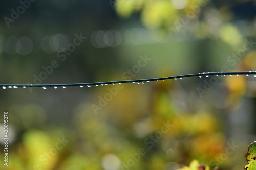 raindrops on a metal wire