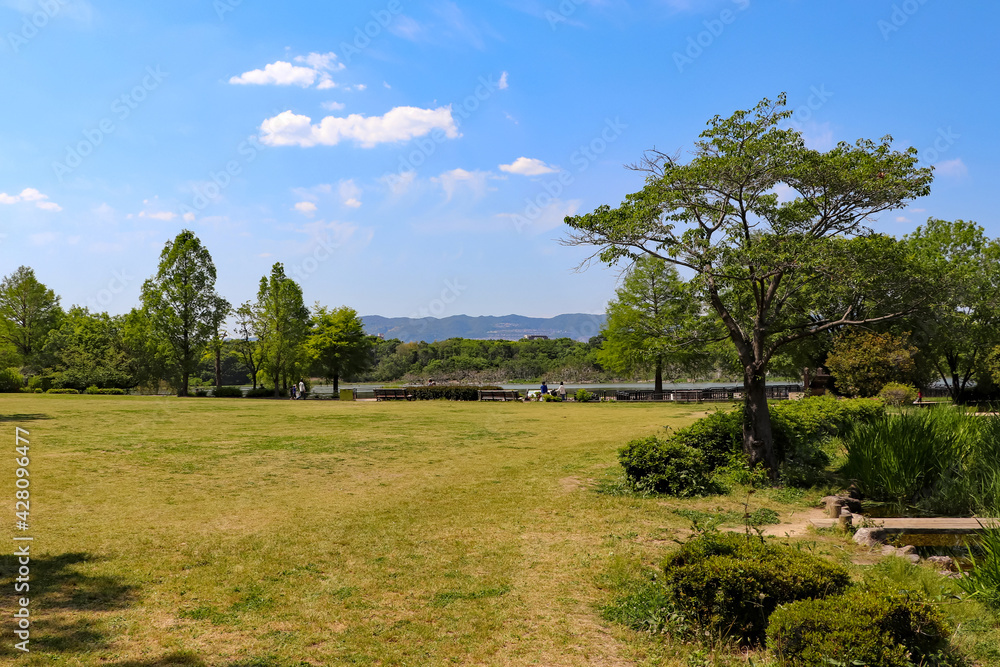 Fototapeta premium 晴れの日の公園の明るい芝生広場