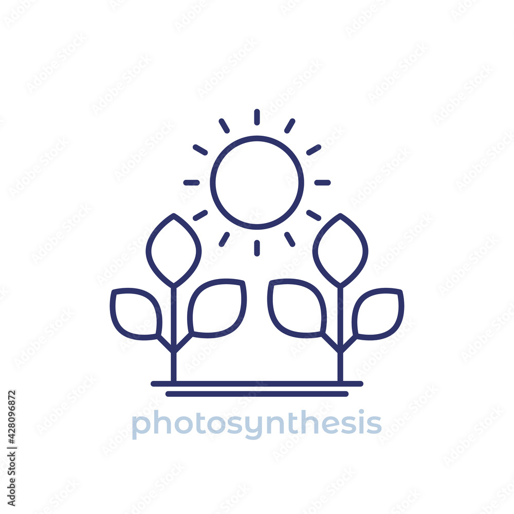photosynthesis line icon on white photosynthesis line icon on white