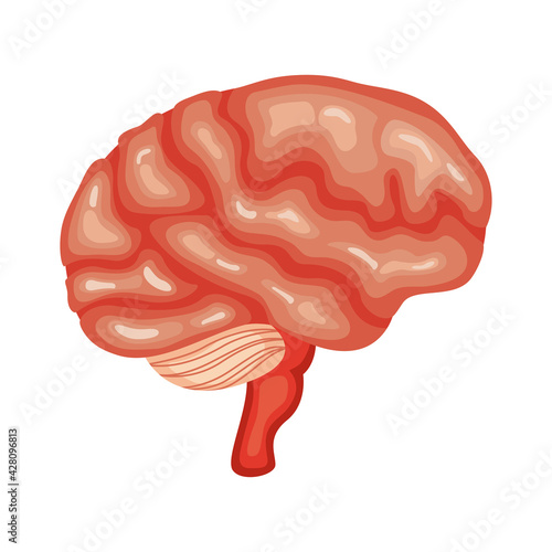 brain organ human