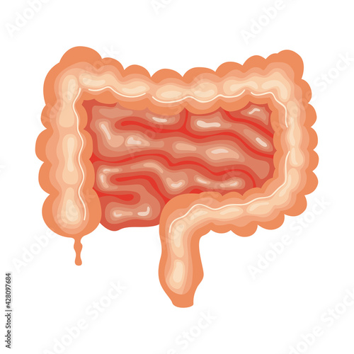 intestine organ human