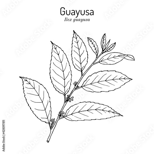 Guayusa Ilex guayusa , edible and medicinal plant