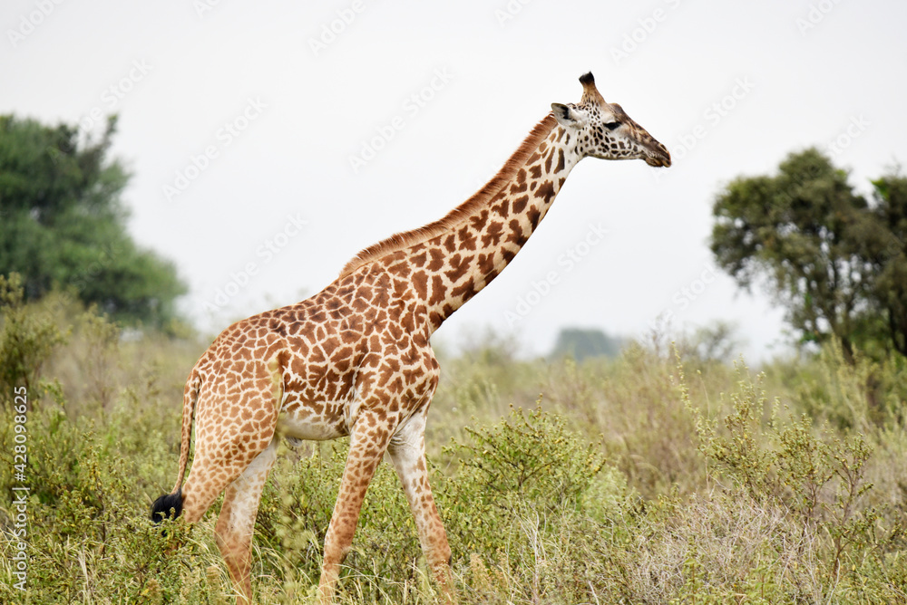 giraffe, animal, wildlife, safari, wild, nature, mammal, Kenya, giraffe, animal, wildlife, safari, wild, nature, mammal, Kenya,