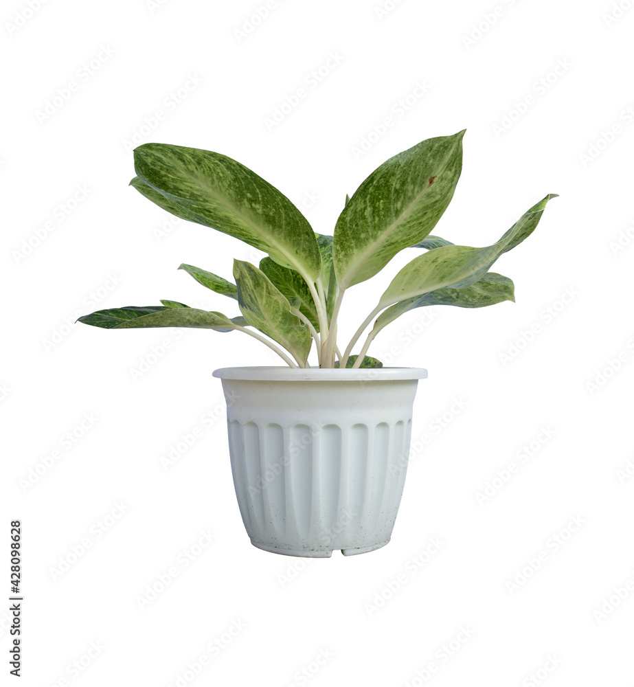 Aglaonema,Chinese Evergreen(ARACEAE) in pot is a beautiful and auspicious ornamental plant.Isolate on white background. Aglaonema,Chinese Evergreen(ARACEAE) in pot is a beautiful and auspicious ornamental plant.Isolate on white background.