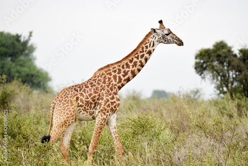 giraffe  animal  wildlife  safari  wild  nature  mammal  Kenya 