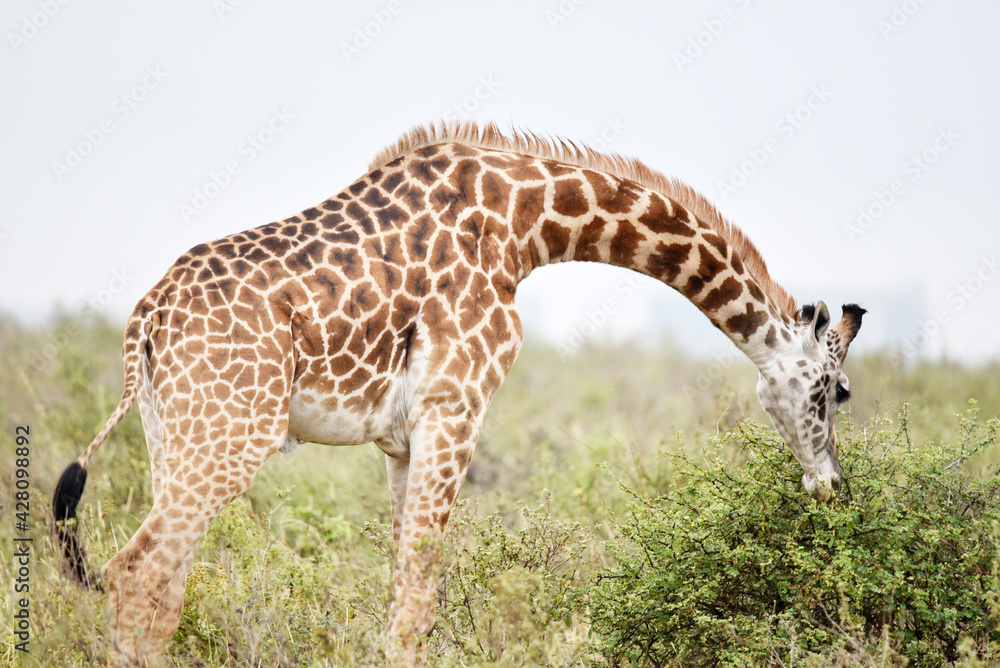 Fototapeta premium giraffe, animal, wildlife, safari, wild, nature, mammal, Kenya,