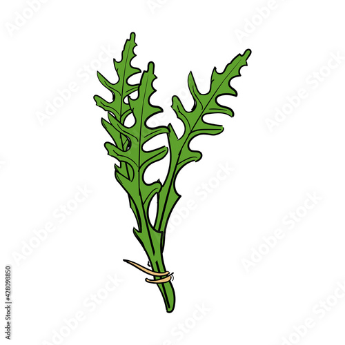 Fresh arugula leaves hand drawn sketch isolated on white background.
