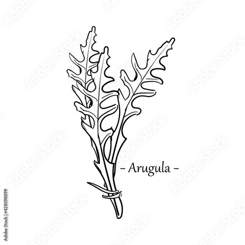 Fresh arugula leaves hand drawn sketch isolated on white background.