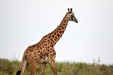 giraffe, animal, wildlife, safari, wild, nature, mammal, Kenya,