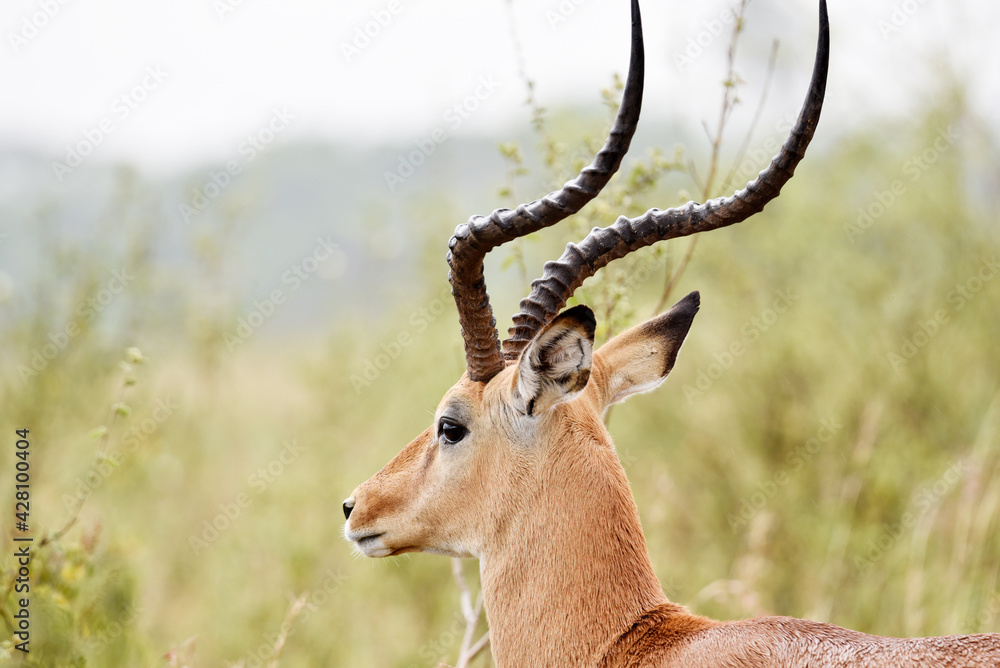 antelope, animal, gazelle, impala, wildlife, safari, mammal, antelope, animal, gazelle, impala, wildlife, safari, mammal,
