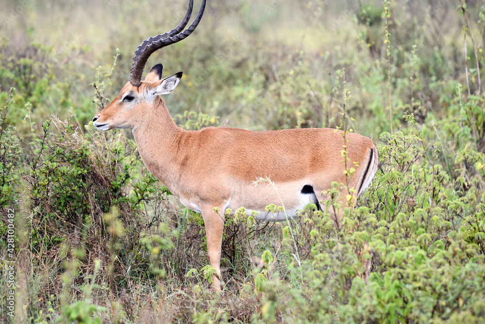 antelope, animal, gazelle, impala, wildlife, safari, mammal, antelope, animal, gazelle, impala, wildlife, safari, mammal,