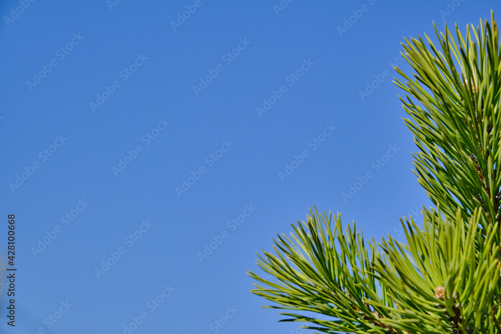 Spruce close-up. Bright background of coniferous branches with needles, illuminated by natural sunlight against a blue sky Spruce close-up. Bright background of coniferous branches with needles, illuminated by natural sunlight against a blue sky