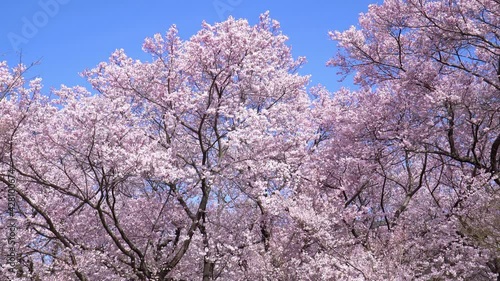 Wallpaper Mural 高遠城址公園のタカトオコヒガンザクラ Torontodigital.ca