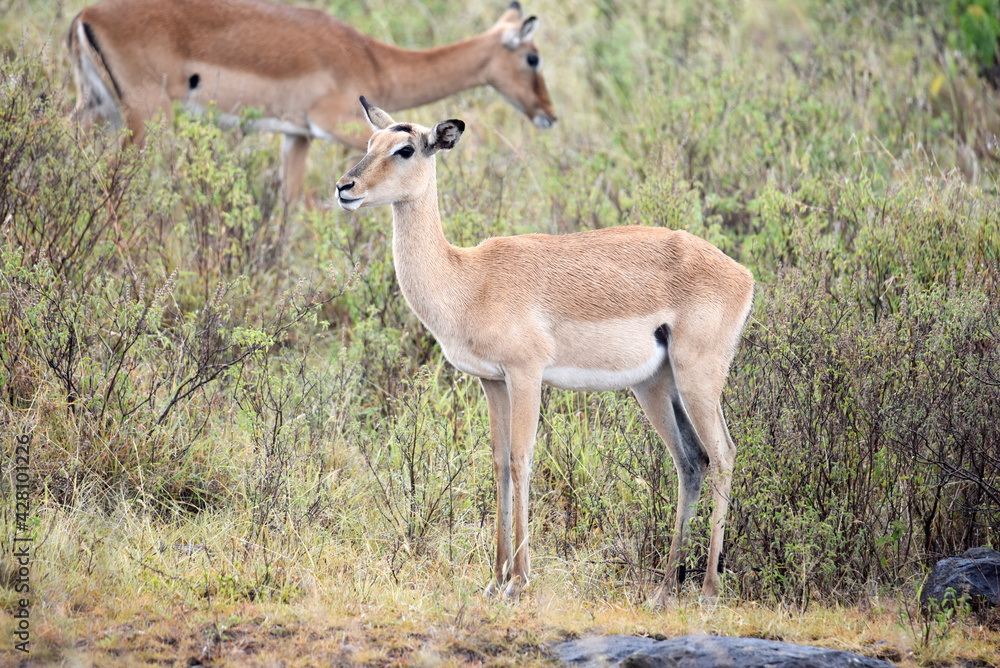 antelope, animal, gazelle, impala, wildlife, safari, mammal, antelope, animal, gazelle, impala, wildlife, safari, mammal,