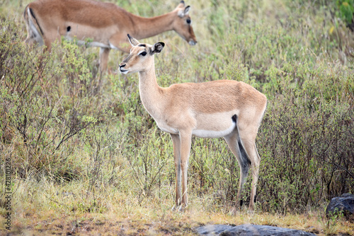 antelope  animal  gazelle  impala  wildlife  safari  mammal 