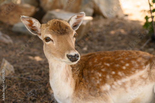 Fototapeta Naklejka Na Ścianę i Meble -  Closeup of an adorable deer with spotted fur laying on the ground in the park
