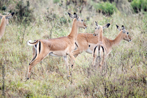 antelope  animal  gazelle  impala  wildlife  safari  mammal 