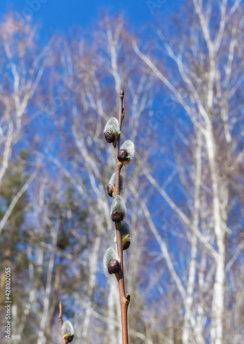 Willow branch against the background of birches and the blue sky. Spring willow with freshly blossomed fluffy buds. Close-up. Spring awakening of trees and nature. Middle Ural (Russia) 