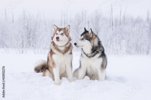 alaskan malamutes