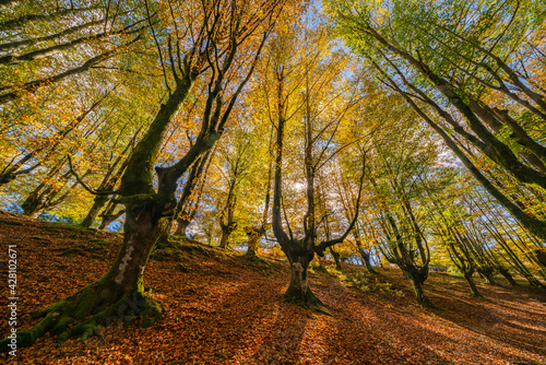 Mysterious Otzarreta forest. Gorbea natural park, Basque Country, Spain photo