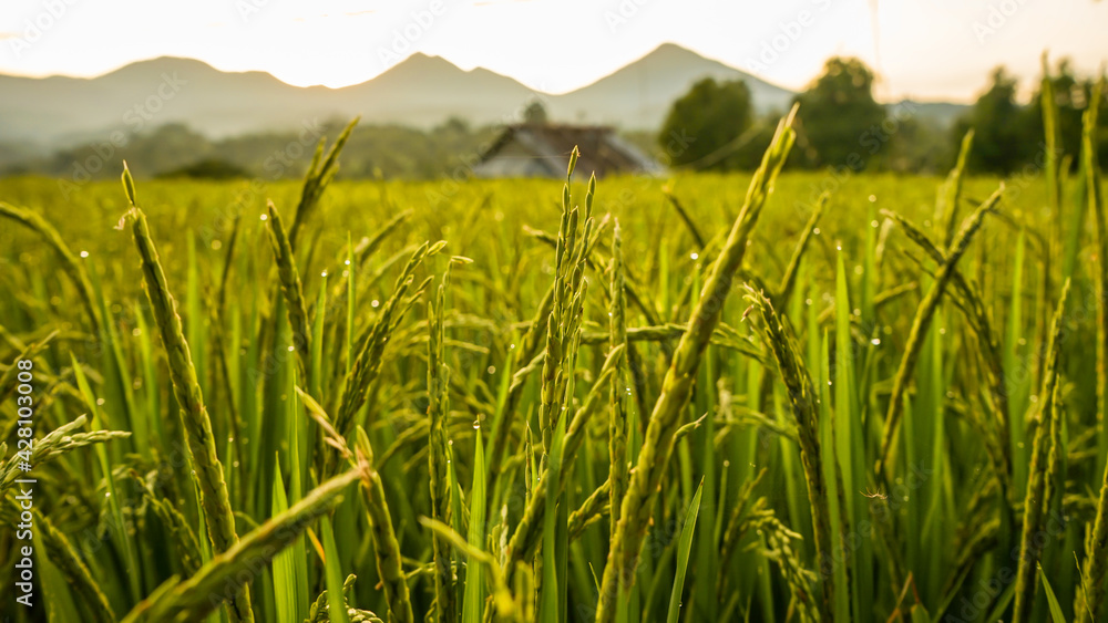 rice field