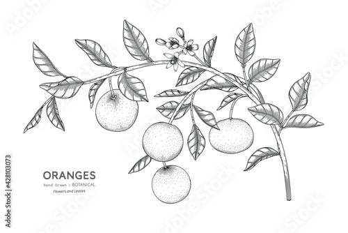 Oranges fruit hand drawn botanical illustration with line art.