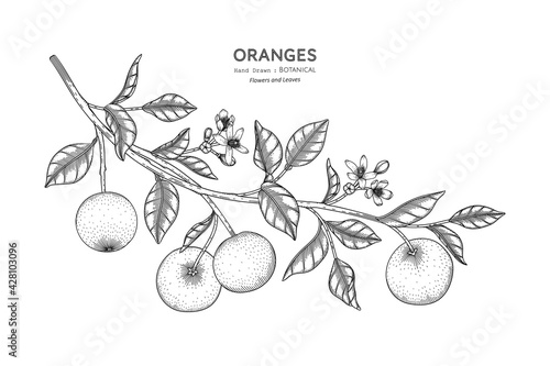 Oranges fruit hand drawn botanical illustration with line art.