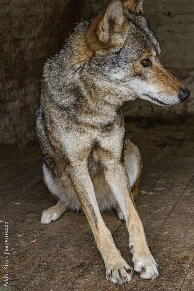 Fototapeta premium The gray wolf pulled his paws forward.