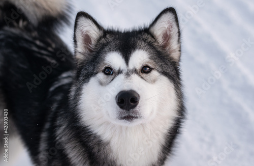 alaskan malamute