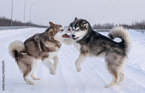 alaskan malamutes