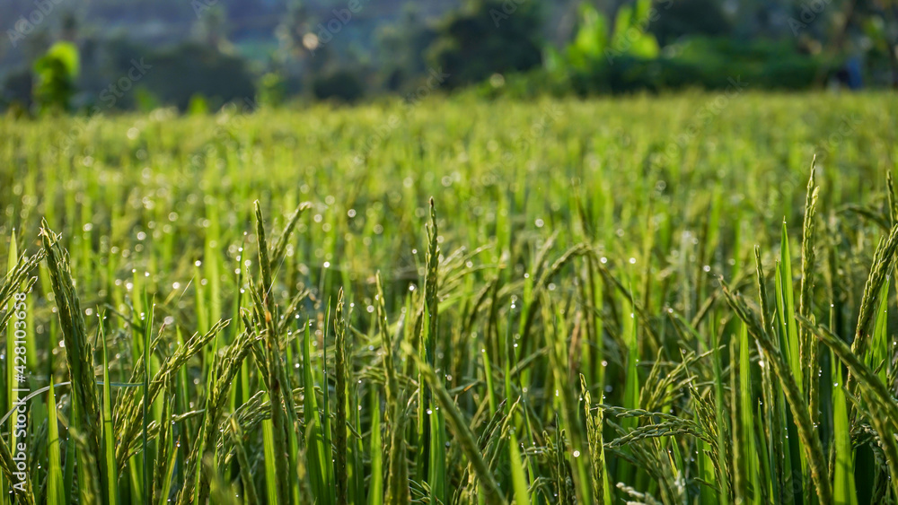 Obraz premium green wheat field