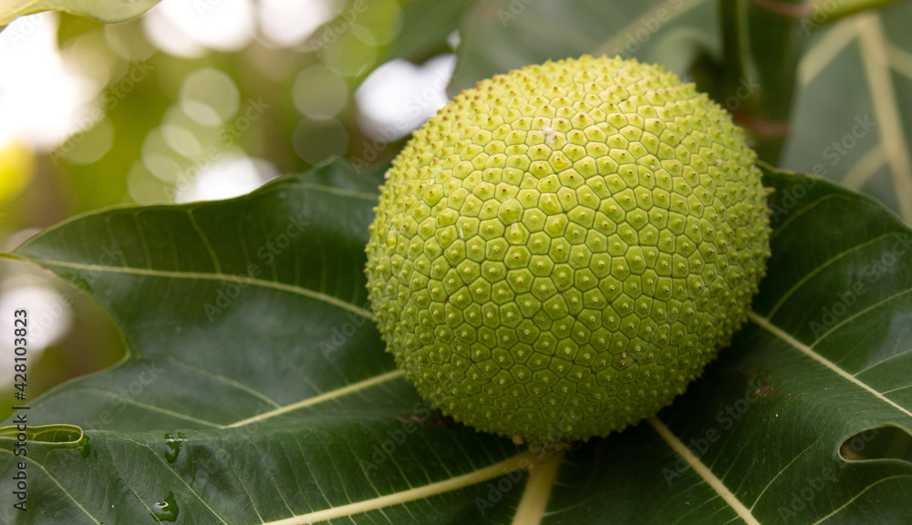Breadfruit on tree. Healthy fruit and Economic crops concept. Breadfruit on tree. Healthy fruit and Economic crops concept.