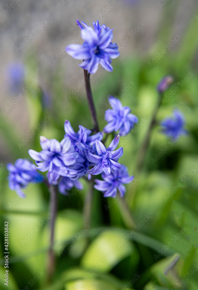 Violet Hyacinthus orientalis (common hyacinth, garden hyacinth or Dutch hyacinth) Violet Hyacinthus orientalis (common hyacinth, garden hyacinth or Dutch hyacinth)