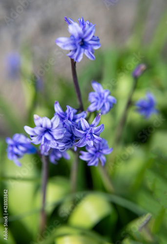 Violet Hyacinthus orientalis (common hyacinth, garden hyacinth or Dutch hyacinth)