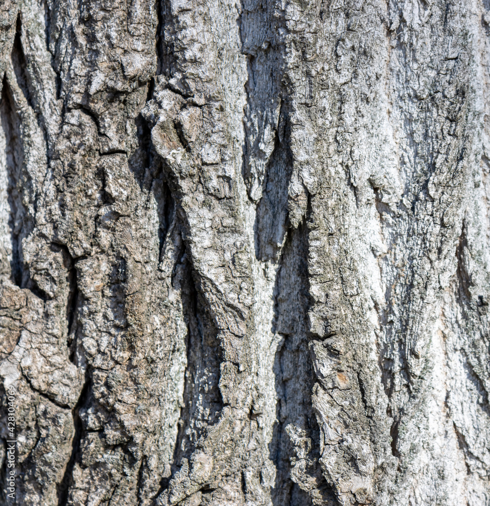 Bark on a tree as an abstract background. Bark on a tree as an abstract background.