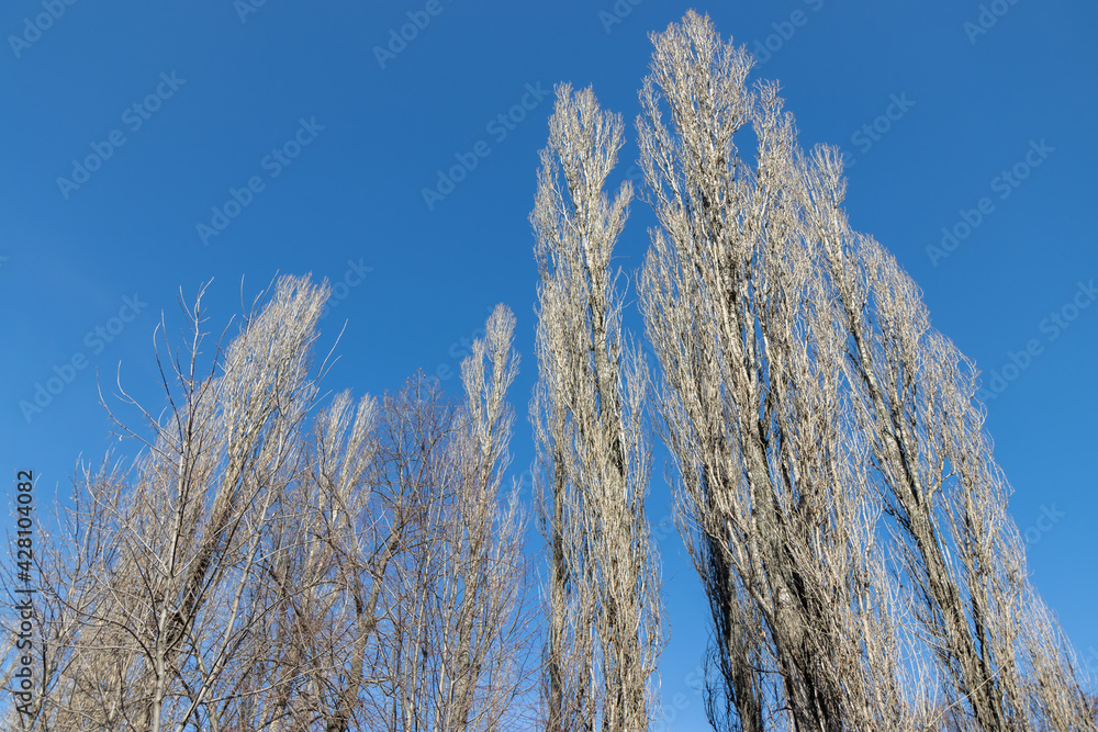 Bare branches of a tree against a blue sky. Bare branches of a tree against a blue sky.