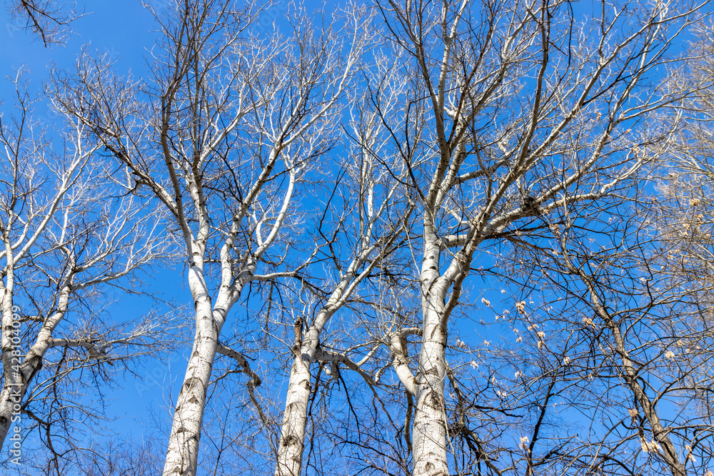 Bare branches of a tree against a blue sky. Bare branches of a tree against a blue sky.