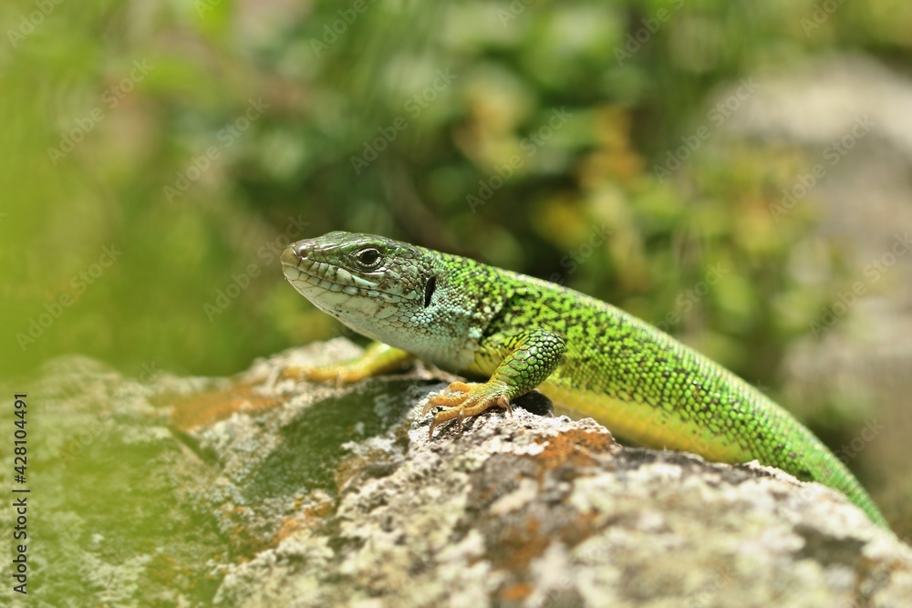 The European green lizard (Lacerta viridis) is a large lizard distributed across European midlatitudes from Slovenia and eastern Austria to as far east as the Black Sea coasts of Ukraine and Turkey. The European green lizard (Lacerta viridis) is a large lizard distributed across European midlatitudes from Slovenia and eastern Austria to as far east as the Black Sea coasts of Ukraine and Turkey.