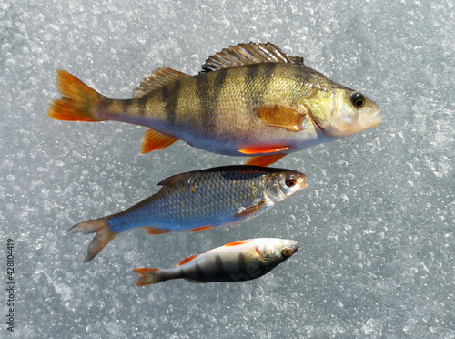 Fish caught on ice in winter.