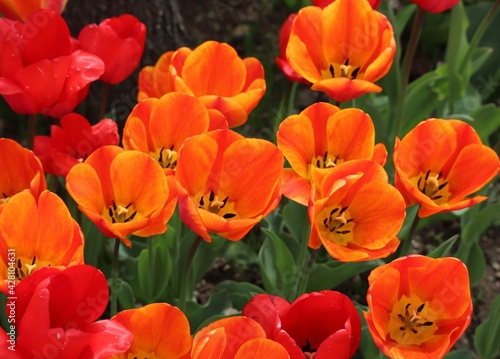 Wallpaper Mural 日本の観光地の美しいチューリップガーデンのクローズアップ Torontodigital.ca