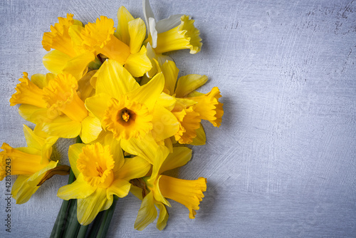 Amazing background with Yellow daffodils flowers on grey texture. Beautiful Greeting Card for Mother's Day, Easter, Women's day. Copy Space for text