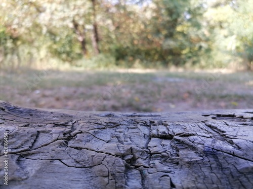 Structure of a tree surface close-up.