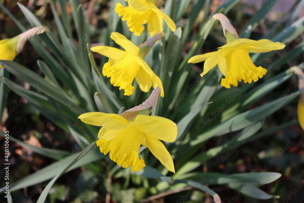 Yellow Daffodil flowers in the garden. Springtime flowers. Narcissus plants Yellow Daffodil flowers in the garden. Springtime flowers. Narcissus plants