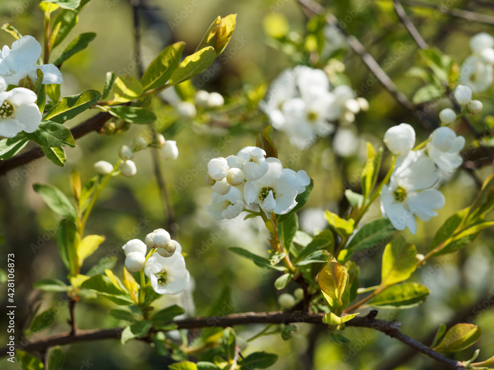 Exochorda macrantha 'The Bride' -  Kleine Prunkspiere oder Perlenstrauch mit schöner weißer Frühlingsblüte und hellgrün, lanzettlich, wechselständig, ganzrandig Blätter
