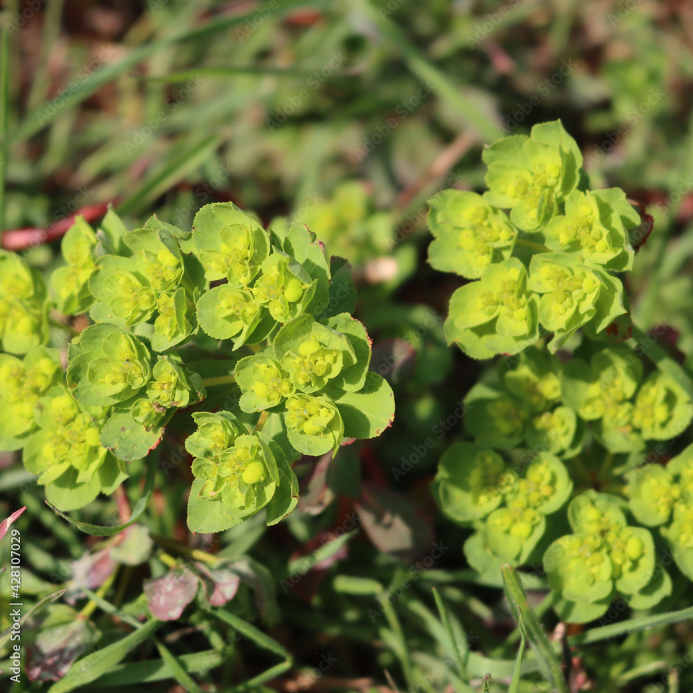 Green yellow flowers of wild Euphorbia plants in the meadow on springtime Green yellow flowers of wild Euphorbia plants in the meadow on springtime