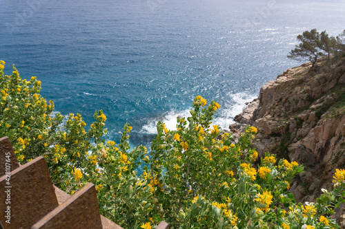 Close-up of yellow flowers with the background of the Mediterranean sea in COSTA BRAVA, GIRONA